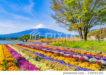 （山梨縣）從河口湖大石公園可以看到富士山，那裡鮮花盛開。 139591391