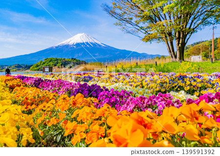 （山梨縣）從河口湖大石公園可以看到富士山，那裡鮮花盛開。 139591392