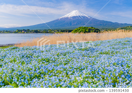 (Yamanashi Prefecture) Mount Fuji from Kawaguchiko Oishi Park, where a field of blue nemophila flowers are in bloom. 139591430