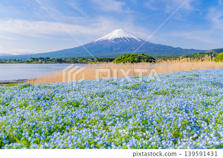 (Yamanashi Prefecture) Mount Fuji from Kawaguchiko Oishi Park, where a field of blue nemophila flowers are in bloom. (Yamanashi Prefecture) Mount Fuji from Kawaguchiko Oishi Park, where a field of blue nemophila flowers are in bloom. 139591431