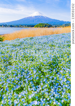 (Yamanashi Prefecture) Mount Fuji from Kawaguchiko Oishi Park, where a field of blue nemophila flowers are in bloom. (Yamanashi Prefecture) Mount Fuji from Kawaguchiko Oishi Park, where a field of blue nemophila flowers are in bloom. 139591432