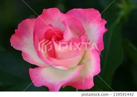 Beautiful pink roses Beautiful pink roses 139591442