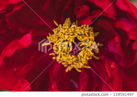 【牡丹花蕊】緋紅禮服 【牡丹花蕊】緋紅禮服 139591497