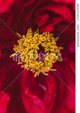 【牡丹花蕊】緋紅禮服 【牡丹花蕊】緋紅禮服 139591498