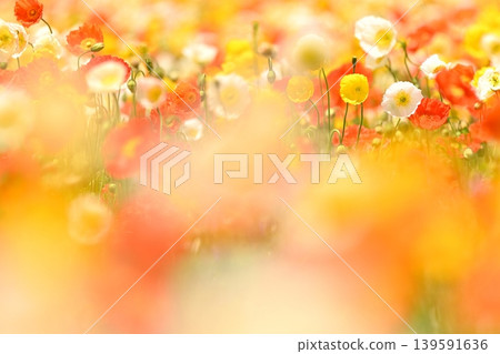 Colorful poppy flowers Colorful poppy flowers 139591636