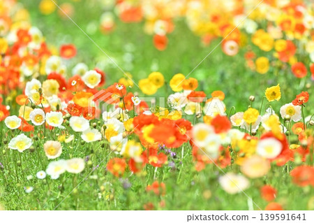 Colorful poppy flowers Colorful poppy flowers 139591641