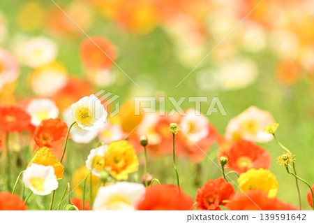 Colorful poppy flowers Colorful poppy flowers 139591642
