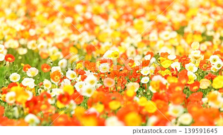 Colorful poppy flowers Colorful poppy flowers 139591645