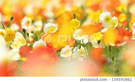 Colorful poppy flowers Colorful poppy flowers 139591662