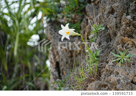 Okinawa Prefecture, Iriomote Island, Minamikamida Beach, Easter Lily Okinawa Prefecture, Iriomote Island, Minamikamida Beach, Easter Lily 139591715