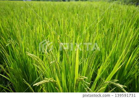 Young ear rice 139591731