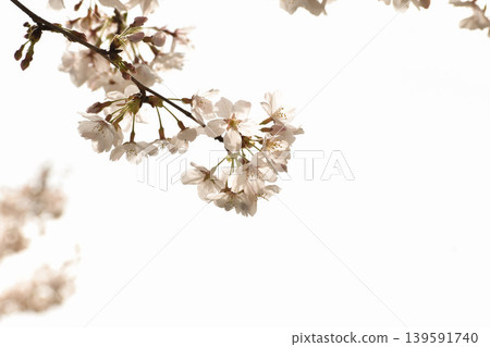 white cherry blossoms 139591740