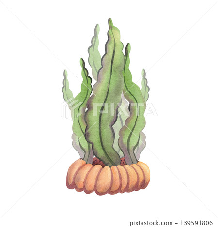 Green algae, watercolor illustration, isolated. Hand-drawn underwater marine plants for design, cards, and prints. Green algae, watercolor illustration, isolated. Hand-drawn underwater marine plants for design, cards, and prints. 139591806