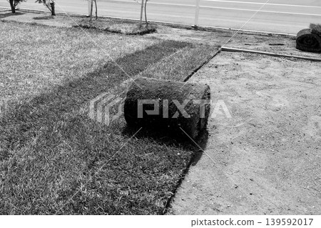 Lay rolled Kentucky bluegrass turf in the garden, along the old lawn in the back left. (Black and white) 139592017