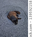 A cat relaxing on concrete 139592158