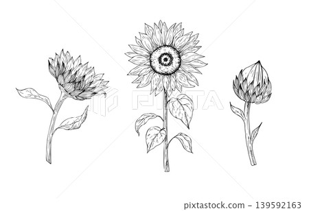 Vector sunflower set, graphic hand drawn isolated fluffy illustration. Botanical hand drawn illustration isolated on background. Ideal for seasonal, halloween, forest, or nature-themed designs. Rustic Vector sunflower set, graphic hand drawn isolated fluffy illustration. Botanical hand drawn illustration isolated on background. Ideal for seasonal, halloween, forest, or nature-themed designs. Rustic 139592163