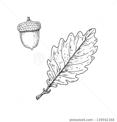 Vector oak leaf and acorn, graphic hand drawn isolated illustration. Botanical hand drawn illustration isolated on background. Ideal for seasonal, halloween, forest, or nature-themed designs. Rustic Vector oak leaf and acorn, graphic hand drawn isolated illustration. Botanical hand drawn illustration isolated on background. Ideal for seasonal, halloween, forest, or nature-themed designs. Rustic 139592168