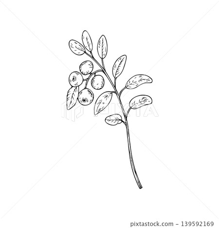 Vector Cranberry, lingonberry branch with leaves. Botanical graphic hand drawn isolated illustration. Seasonal, forest, or nature-themed designs. Rustic foliage perfect for fall decor, woodland, or Vector Cranberry, lingonberry branch with leaves. Botanical graphic hand drawn isolated illustration. Seasonal, forest, or nature-themed designs. Rustic foliage perfect for fall decor, woodland, or 139592169