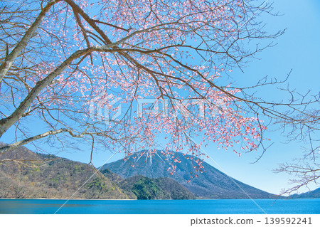 A view of cherry blossoms in full bloom, Mount Nantai, and Lake Chuzenji from Senjugahama Beach in Nikko City, Tochigi Prefecture. A view of cherry blossoms in full bloom, Mount Nantai, and Lake Chuzenji from Senjugahama Beach in Nikko City, Tochigi Prefecture. 139592241