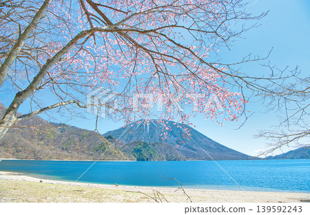 A view of cherry blossoms in full bloom, Mount Nantai, and Lake Chuzenji from Senjugahama Beach in Nikko City, Tochigi Prefecture. A view of cherry blossoms in full bloom, Mount Nantai, and Lake Chuzenji from Senjugahama Beach in Nikko City, Tochigi Prefecture. 139592243