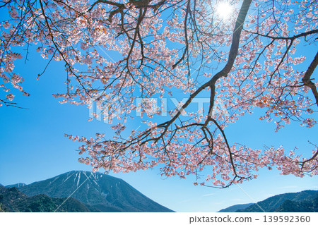 A view of cherry blossoms in full bloom, Mount Nantai, and the sun from Senjugahama Beach in Nikko City, Tochigi Prefecture. A view of cherry blossoms in full bloom, Mount Nantai, and the sun from Senjugahama Beach in Nikko City, Tochigi Prefecture. 139592360