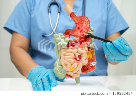 Digestive system with stomach and intestine, Asian doctor holding human anatomy model for study diagnosis and treatment in hospital. Digestive system with stomach and intestine, Asian doctor holding human anatomy model for study diagnosis and treatment in hospital. 139592494
