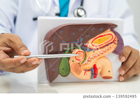 Pancreatitis, pancreatic cancer, Asian doctor with pancreas, gallbladder and bile duct human model. Pancreatitis, pancreatic cancer, Asian doctor with pancreas, gallbladder and bile duct human model. 139592495