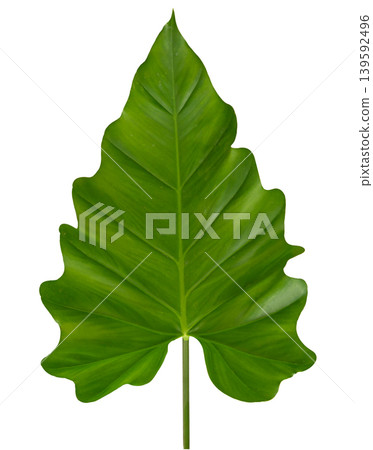 Monstera adansonii green leaf tropical plant isolated on white background with clipping path. Monstera adansonii green leaf tropical plant isolated on white background with clipping path. 139592496