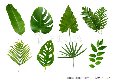 Banana, palm and momstera green leaf tropical plant isolated on white background. 139592497