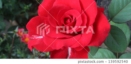 Close up of bright red roses in a natural garden. Close up of bright red roses in a natural garden. 139592540
