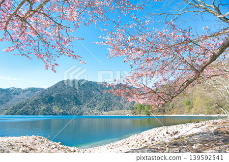 栃木縣日光市:奧日光和中禪寺湖的櫻花盛開 栃木縣日光市:奧日光和中禪寺湖的櫻花盛開 139592541