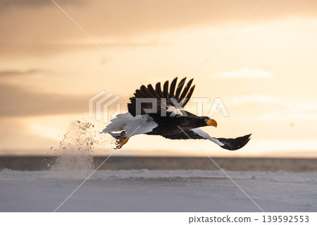 Rausu and birds of prey (Steller's sea eagles and white-tailed eagles) at dawn in winter Rausu and birds of prey (Steller's sea eagles and white-tailed eagles) at dawn in winter 139592553