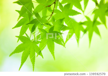 新鮮的綠色楓葉 新鮮的綠色楓葉 139592570
