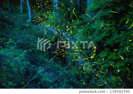 Genji fireflies at Tsukiyono Firefly Village (Gunma Prefecture) 139592595