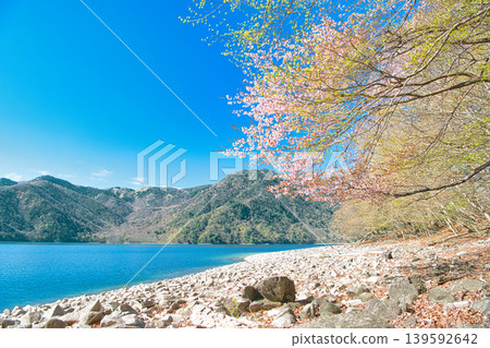 Tochigi Prefecture, Nikko City: Cherry blossoms in full bloom in Oku-Nikko and Lake Chuzenji Tochigi Prefecture, Nikko City: Cherry blossoms in full bloom in Oku-Nikko and Lake Chuzenji 139592642