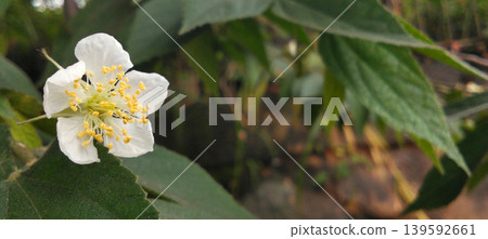 Close-up image of a white wildflower with yellow stamens in nature. Close-up image of a white wildflower with yellow stamens in nature. 139592661