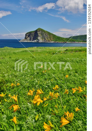 Ezo daylilies in full bloom on Rishiri Island 139592684