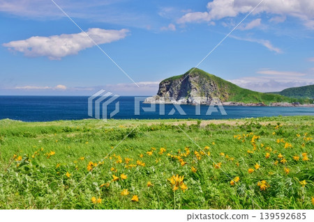 利尻島蝦夷黃花菜盛開 139592685