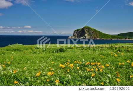 Ezo daylilies in full bloom on Rishiri Island Ezo daylilies in full bloom on Rishiri Island 139592691
