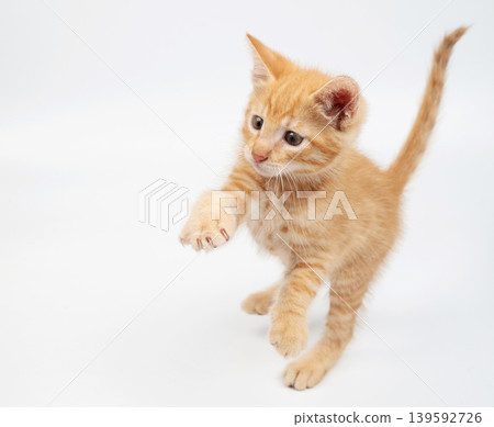 Funny jumping orange kitty Funny jumping orange kitty 139592726