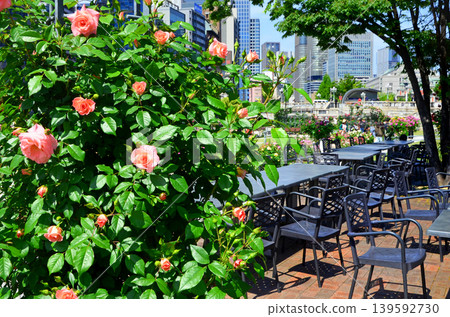 Scenery of Osaka Nakanoshima rose garden Scenery of Osaka Nakanoshima rose garden 139592730