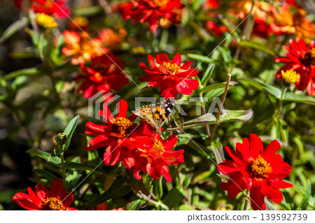 Delicate butterfly pollinating bright red zinnia flowers in summer sunlight Delicate butterfly pollinating bright red zinnia flowers in summer sunlight 139592739