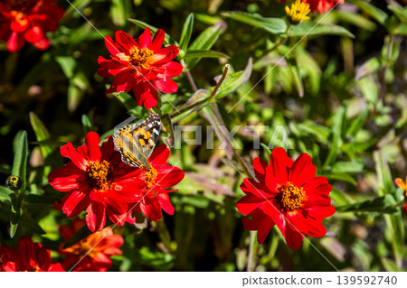 Delicate butterfly pollinating bright red zinnia flowers in summer sunlight Delicate butterfly pollinating bright red zinnia flowers in summer sunlight 139592740