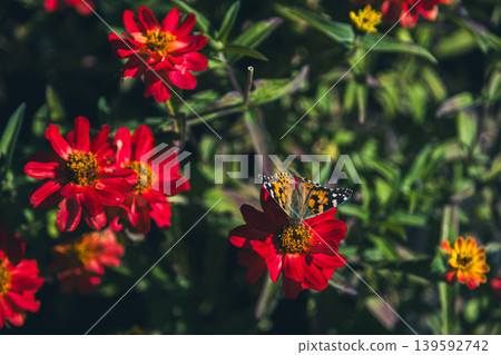 Painted lady butterfly on red zinnia flower in sunny summer garden Painted lady butterfly on red zinnia flower in sunny summer garden 139592742