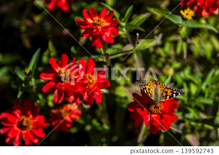Painted lady butterfly on red zinnia flower in sunny summer garden Painted lady butterfly on red zinnia flower in sunny summer garden 139592743