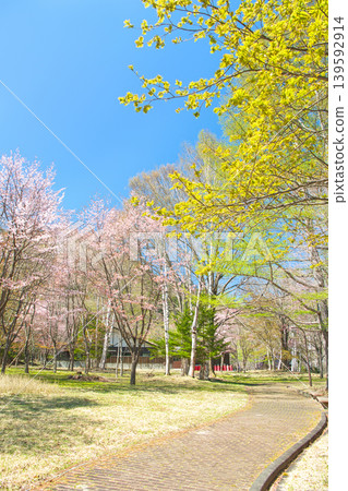 栃木縣日光市:奧日光湯元溫泉迎接春天,櫻花盛開。 栃木縣日光市:奧日光湯元溫泉迎接春天,櫻花盛開。 139592914