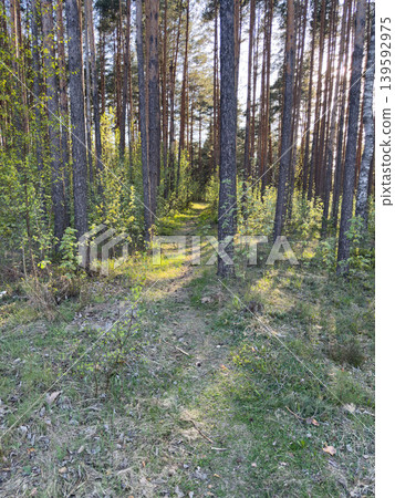 A sunny forest path among tall pines and birches, a quiet forest path in a summer natural landscape A sunny forest path among tall pines and birches, a quiet forest path in a summer natural landscape 139592975