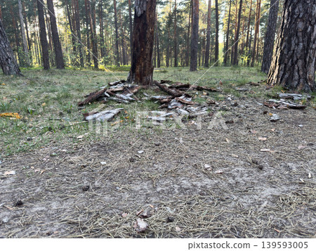 Pine forest litter with fallen bark and dry needles, natural texture of forest soil Pine forest litter with fallen bark and dry needles, natural texture of forest soil 139593005
