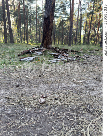 Pine forest floor with dry needles and fallen bark, natural texture of forest soil in a sun-drenched coniferous landscape Pine forest floor with dry needles and fallen bark, natural texture of forest soil in a sun-drenched coniferous landscape 139593039