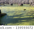 A swamp covered with green duckweed, with bare tree branches, the surface of a wild wetland pond 139593072